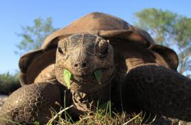 Jedna ze želv žijících na seychelském atolu Aldabra
