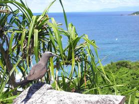 Seychelský chráněný ostrov Cousin - ptactvo