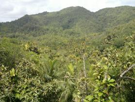 Praslin - prales Vallée de Mai