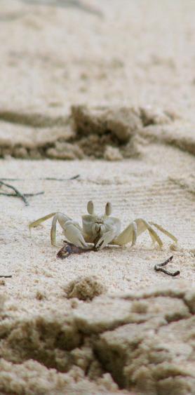 Seychelský krab