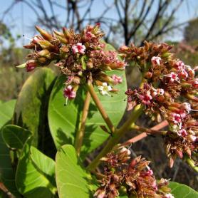 Anacardium