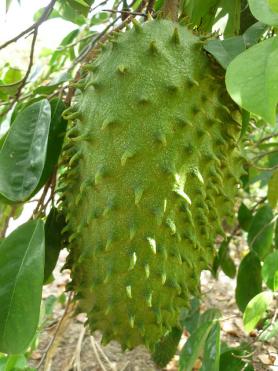 Seychelly - exotické ovoce guanabana