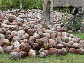 Seychely - kopra, vývozní artikl