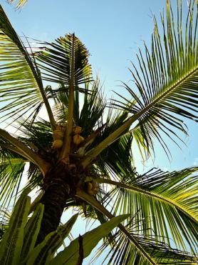 Seychelly, ostrov Bijoutier