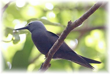 Seychelský ostrov Bird Island s nodym tenkozobý
