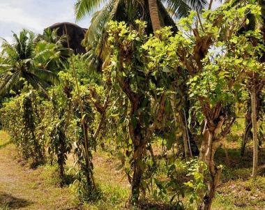 Ostrov La Réunion - vanilková plantáž