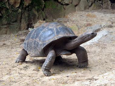 Želva kareta na Seychelách