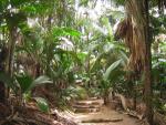 Praslin - Grande Anse
