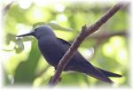 Seychelský ostrov Bird Island s nodym tenkozobý