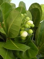 Seychelsá Barringtonia asiatica