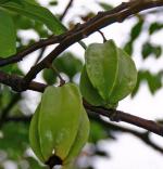 Karambola