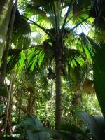 Praslin a rezervace Vallée de Mai