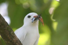 Seychelský pták rybák na ostrově Aride