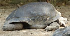 Ostrov Curieuse - želva Aldabra