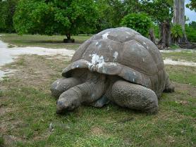 Nejtěžší želva na světě, na ostrově Bird Island