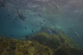 Pozoruhodný podmořský svět u ostrova Cousine
