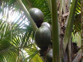 Plody coco de mer rostoucí na palmě na Seychelách