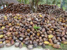 Kokosový ořech, Seychely