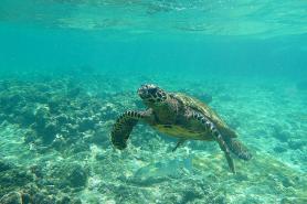 Ostrov Fécilité - mořská želva