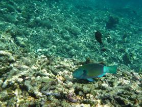 Seychelly - podmořský život u ostrova Ile Cocos
