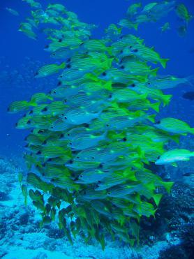 Seychely - hejno rybek