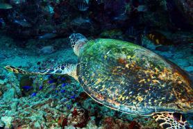 Seychelský podmořský život