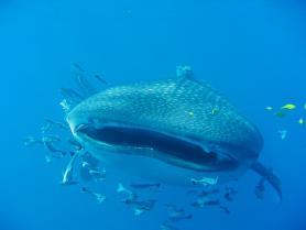 Seychely a žralok velrybí