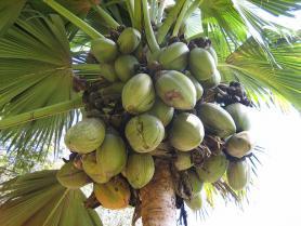 Typické seychelské obří kokosy coco de mer