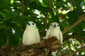 Ptactvo žijící na Seychelách