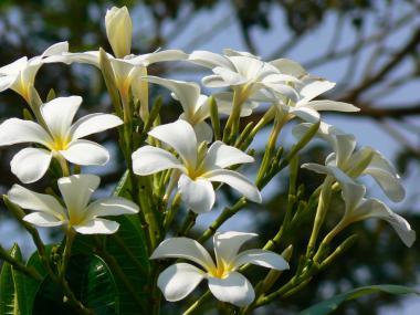 Seychelský bois jasmin