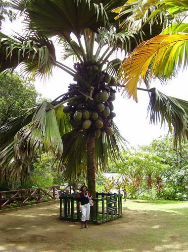 Seychely, kokosový ořech
