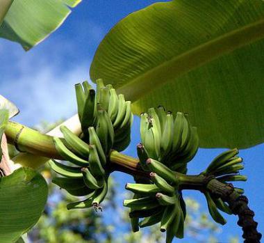 Seychelské banány