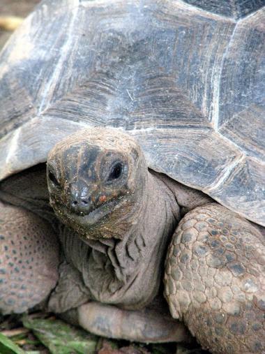 Seychelská želva