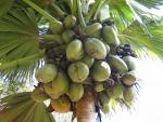 Typický seychelský ořech - coco de mer