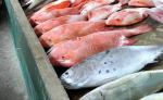 Seychelly - čerstvé ryby na jednom z rybích trhů