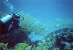 Seychely a potápění