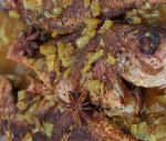 Seychelly - rybí pokrm