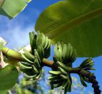 Seychelské banány