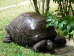 Seychelský zvířecí obyvatel - želva obrovská