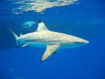 Seychely a žralok černoploutvý v moři